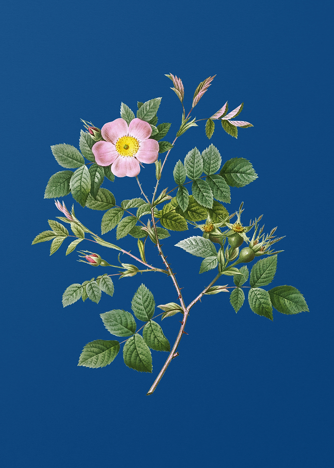 Blooming Malmedy Rose