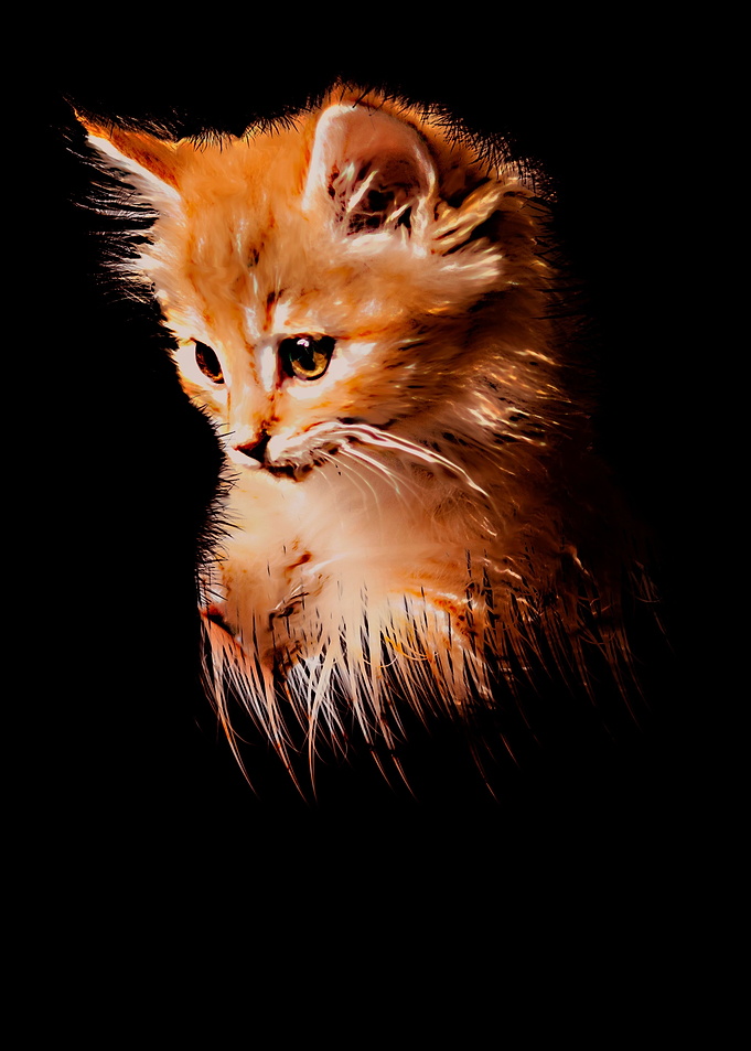 painting cat