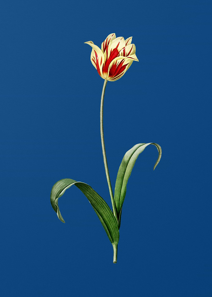 Vintage Didiers Tulip
