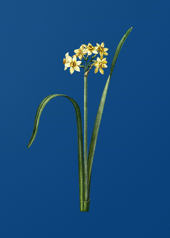 Cowslip Cupped Daffodil