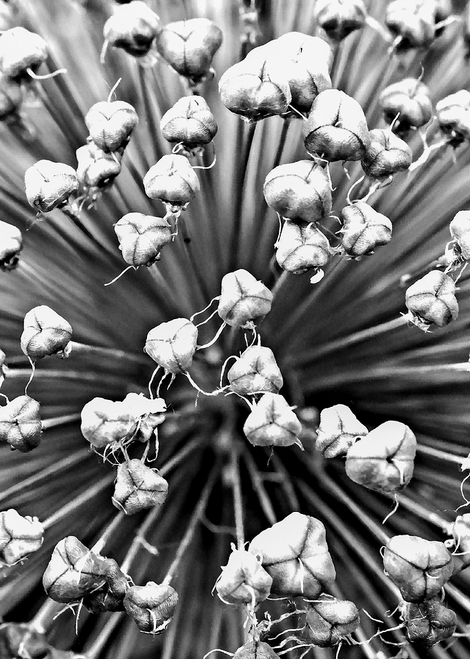 Details Of An Onion Flower