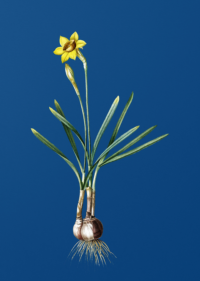 Narcissus Gouani