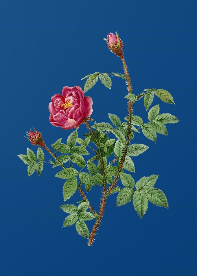 Blooming Moss Rose on Blue