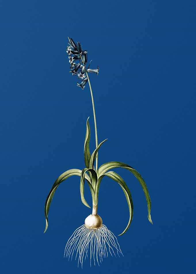 Common Bluebell