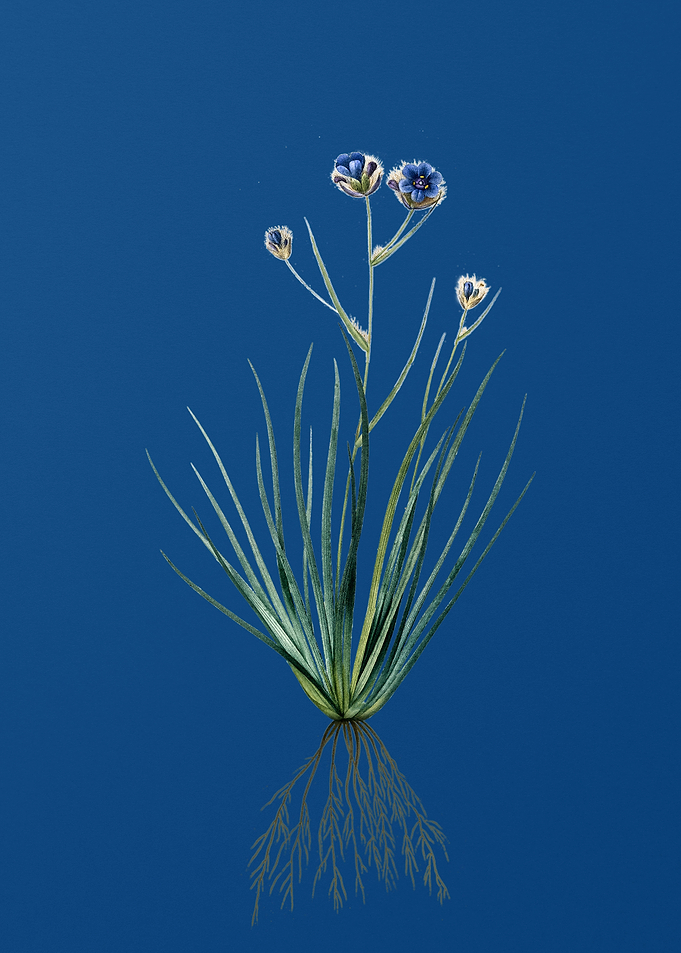 Vintage Blue Corn Lily