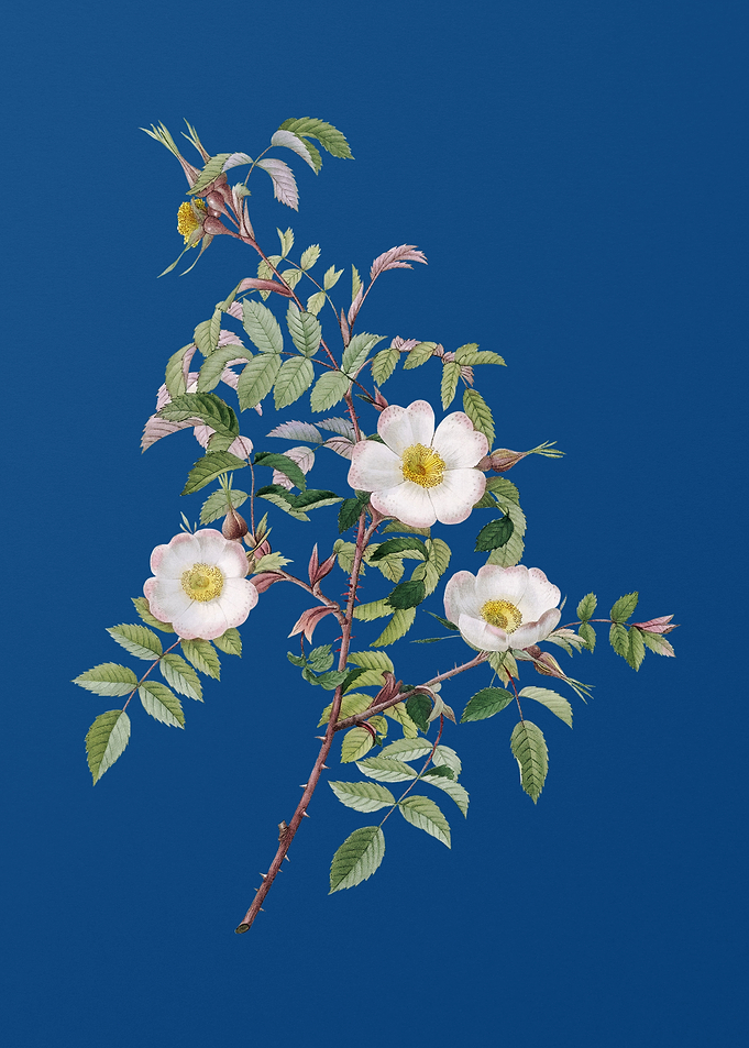 Blooming Reddish Rosebush