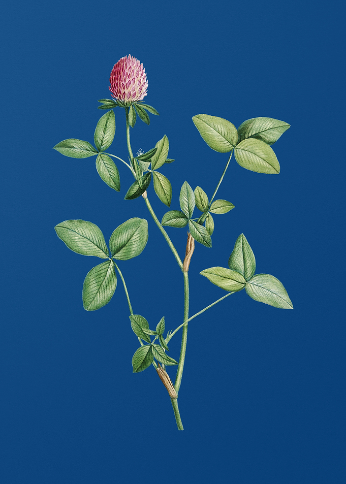Blooming Pink Clover