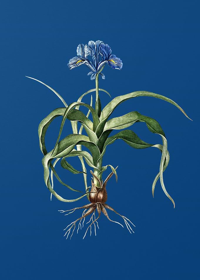 Iris Scorpiodes on Blue