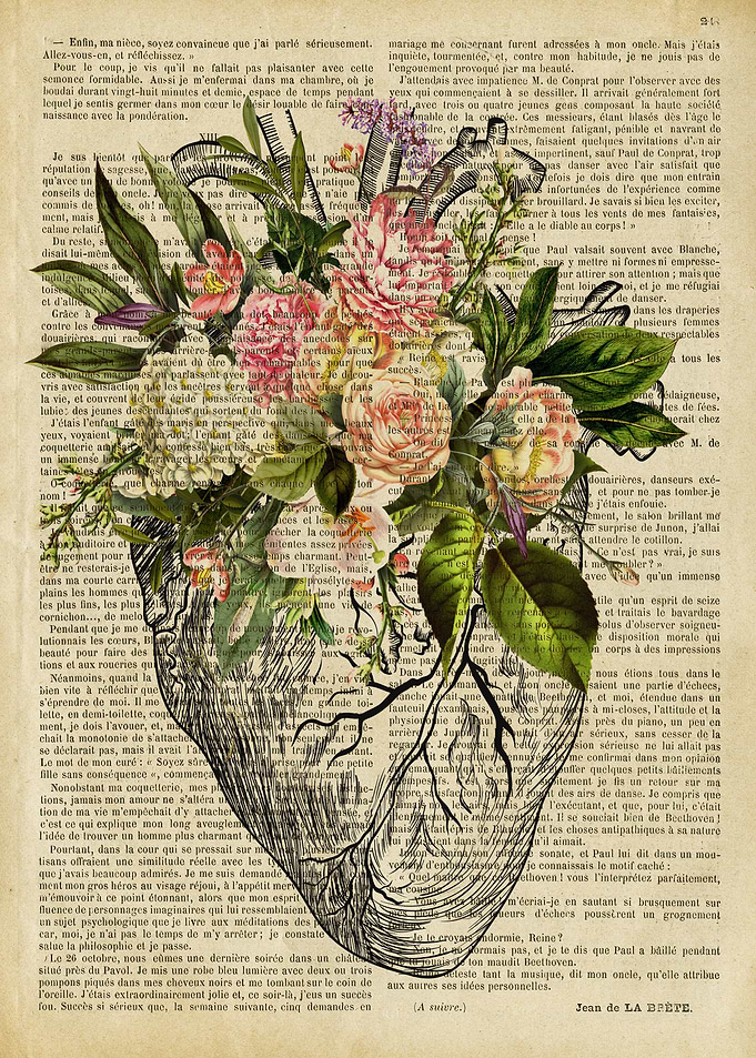 human heart anatomy