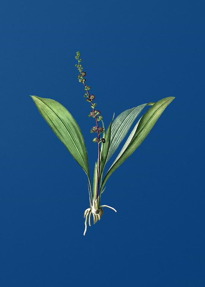 Peliosanthes Teta