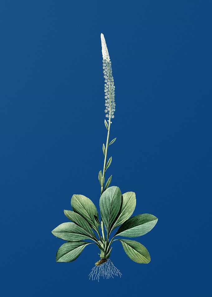 Blazing Star in Blue
