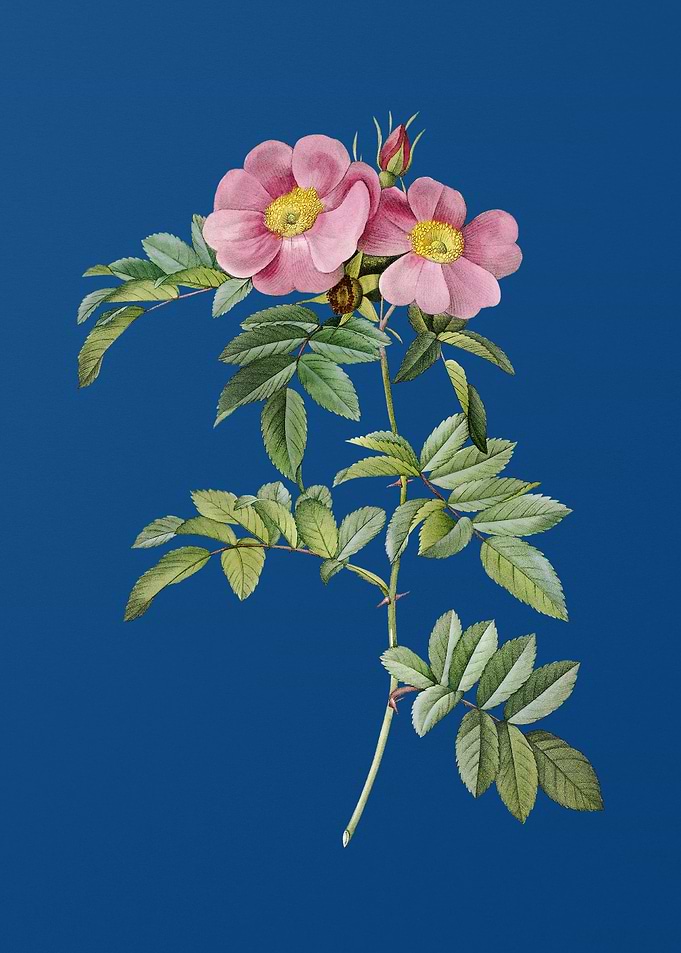Blooming Rosa Lucida