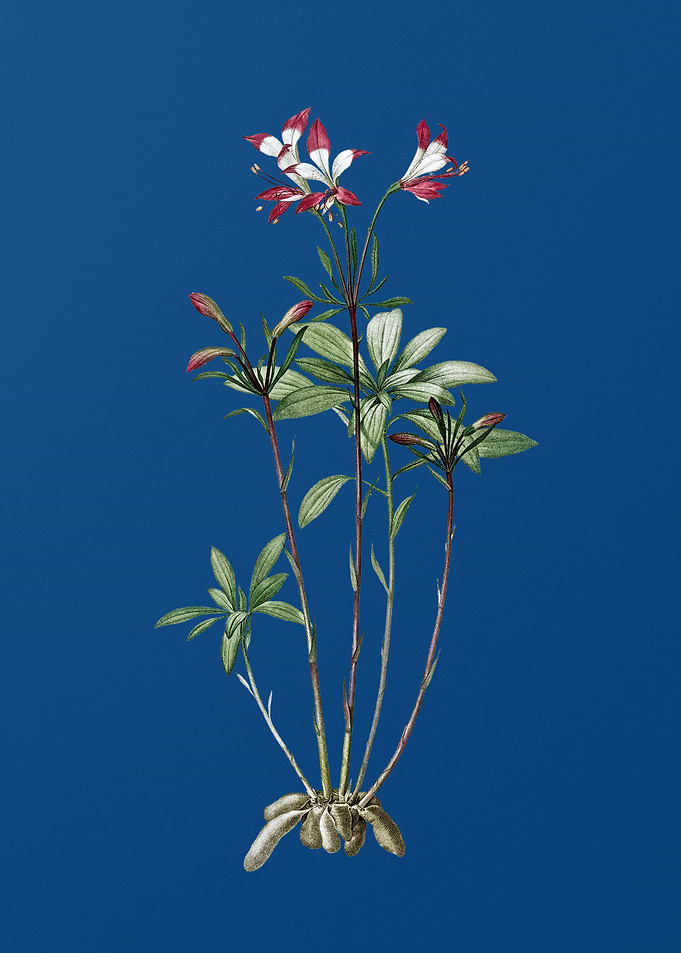 Lily of the Incas