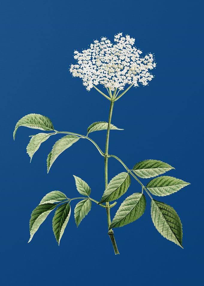 Blooming Elderflower Tree