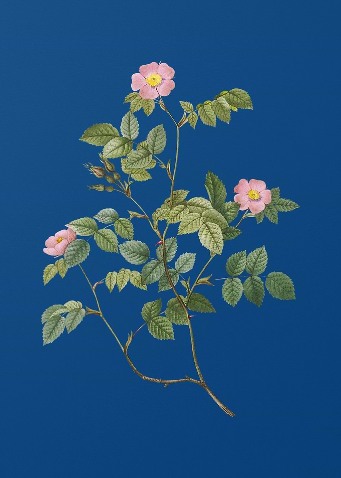 Blooming Sweetbriar Rose