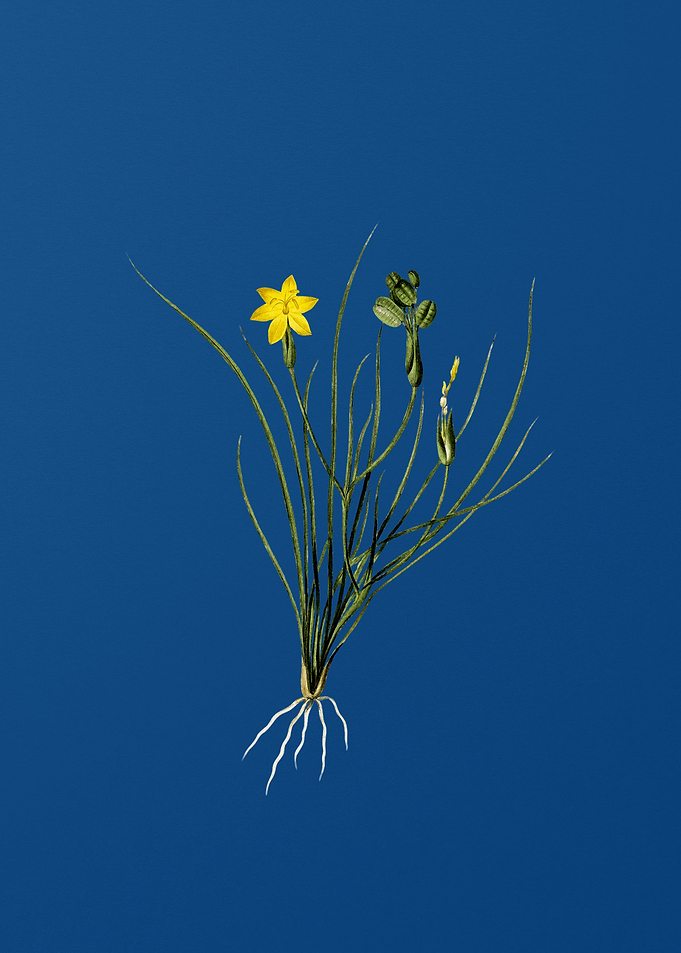 Golden Blue eyed Grass