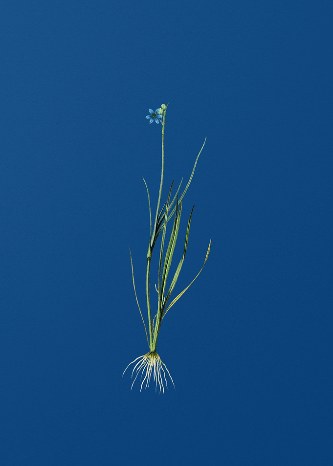 Narrow Blue eyed grass