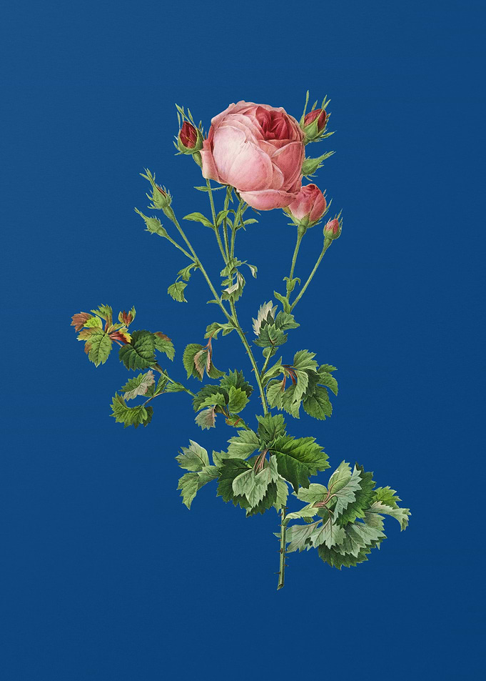 Celery Leaved Cabbage Rose