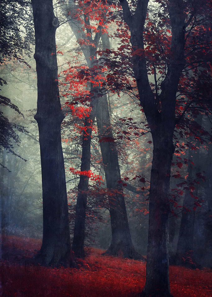Unreal Surreal Forest