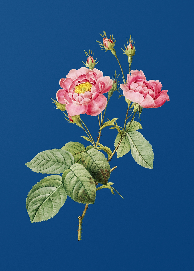 Anemone Centuries Rose