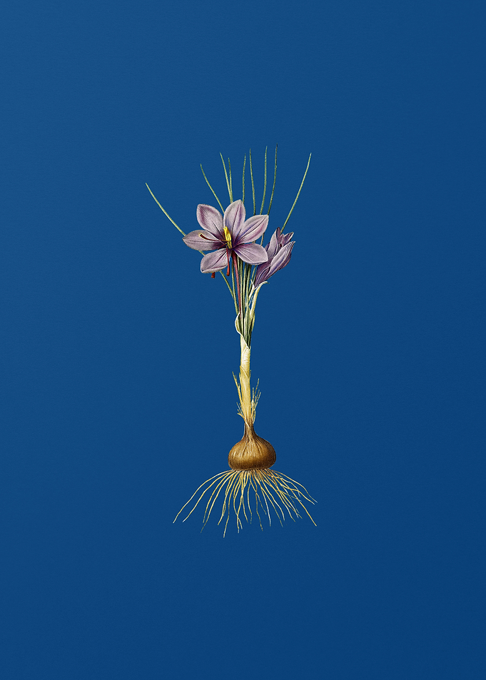 Crocus Sativus on Blue