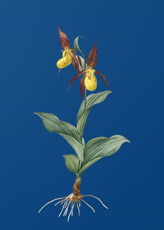 Ladys Slipper Orchid