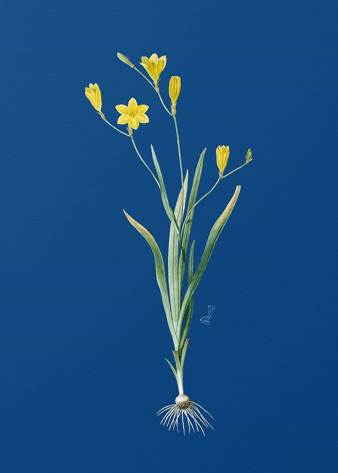 Ixia Bulbifera on Blue