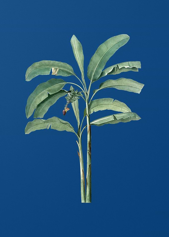 Banana Tree Classic Blue