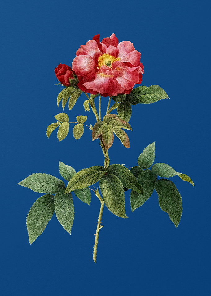 Blooming Provins Rose