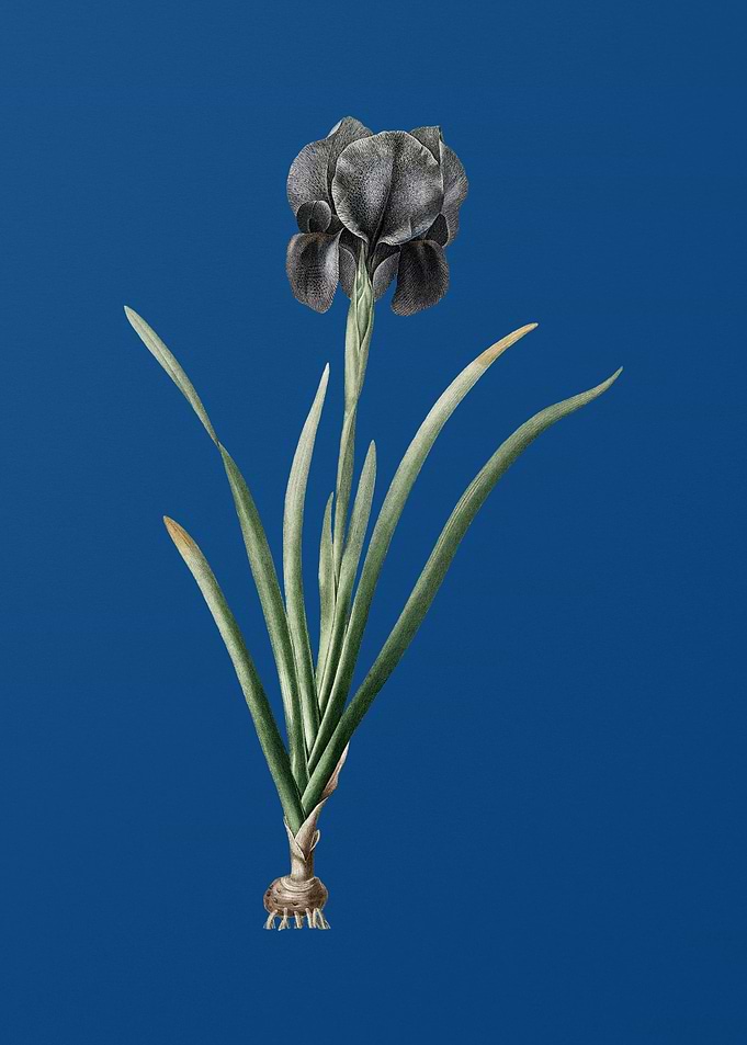 Mourning Iris on Blue