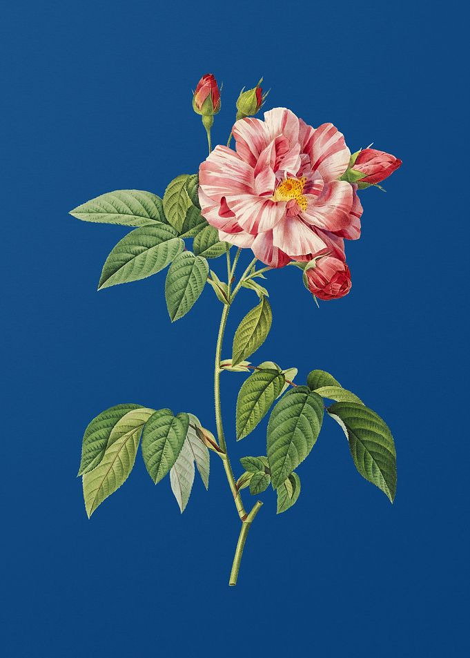 Rosa Versicolor on Blue