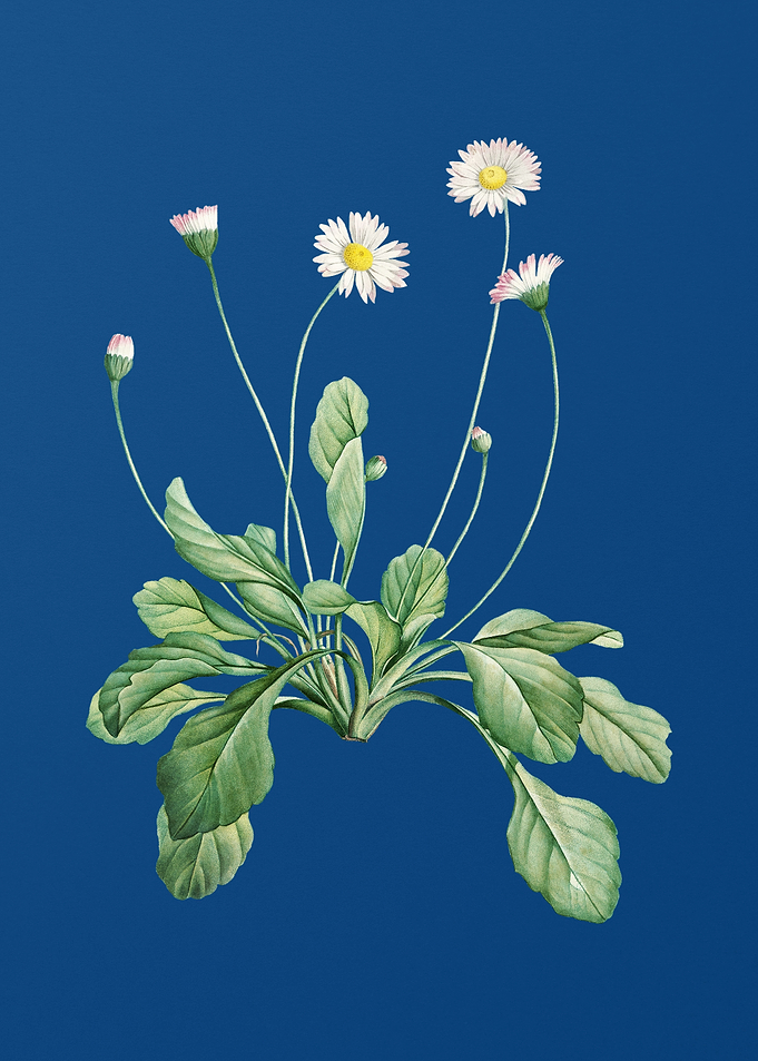 Blooming Daisy Flowers