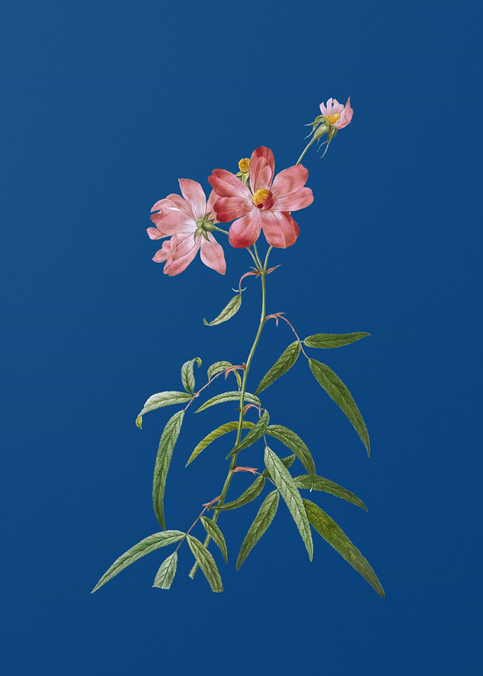 Peach Leaved Rose