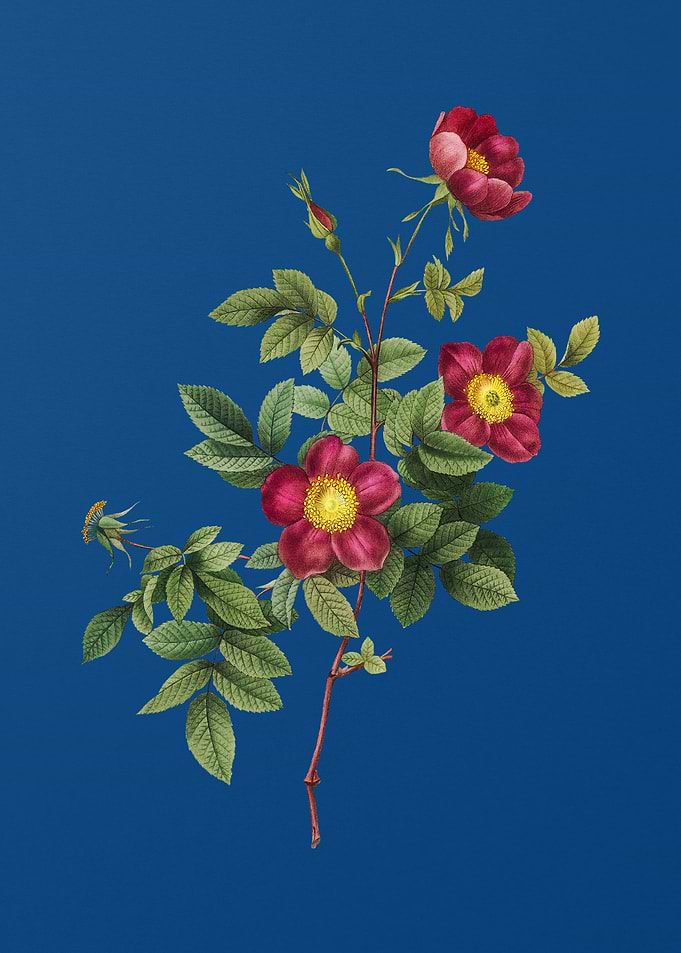 Blooming Alpine Rose