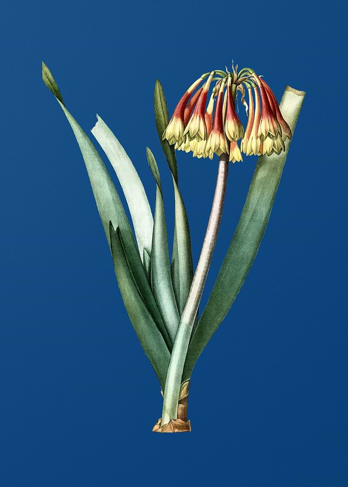 Knysna Lily on Blue