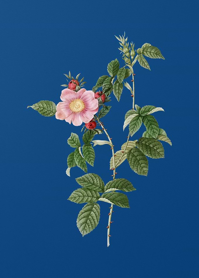 Big Flowered Dog Rose