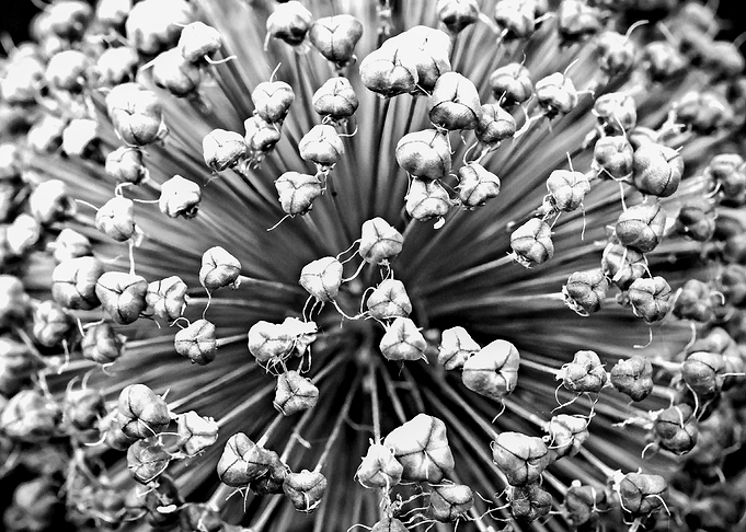 Seeds Of An Onion Flower