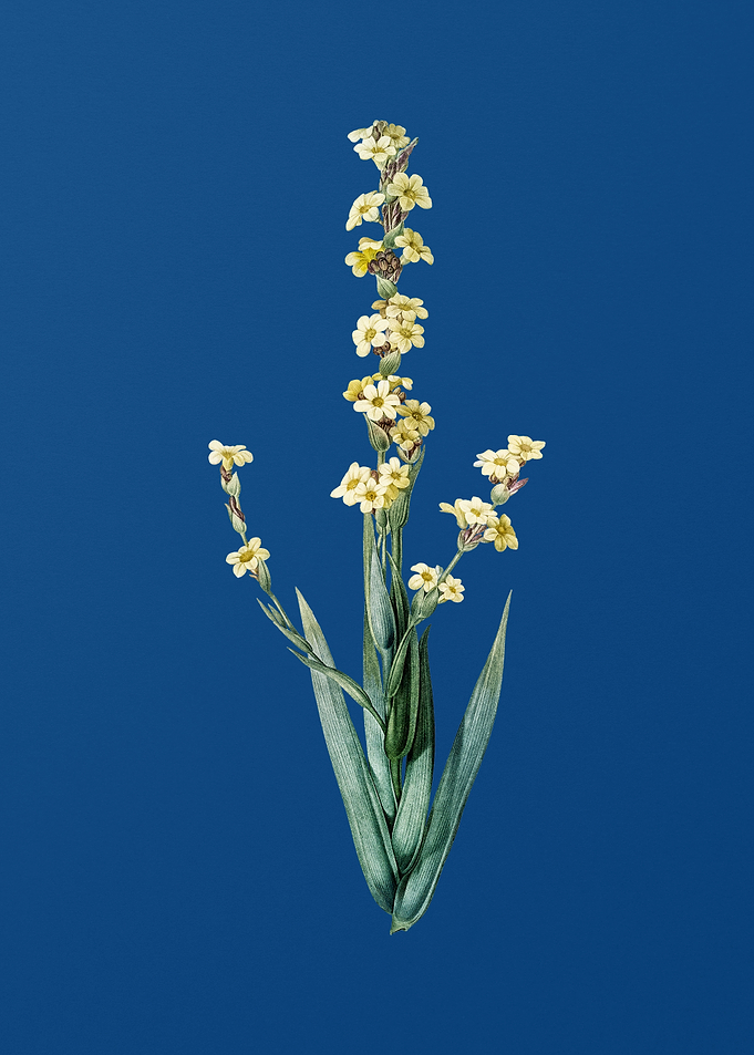 Pale Yellow Eyed Grass