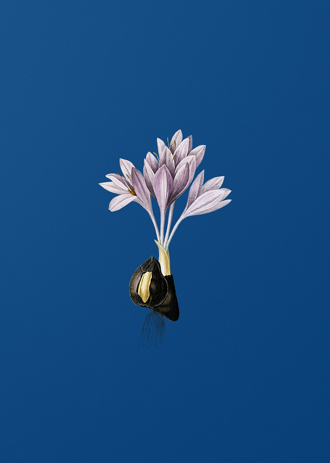 Vintage Autumn Crocus