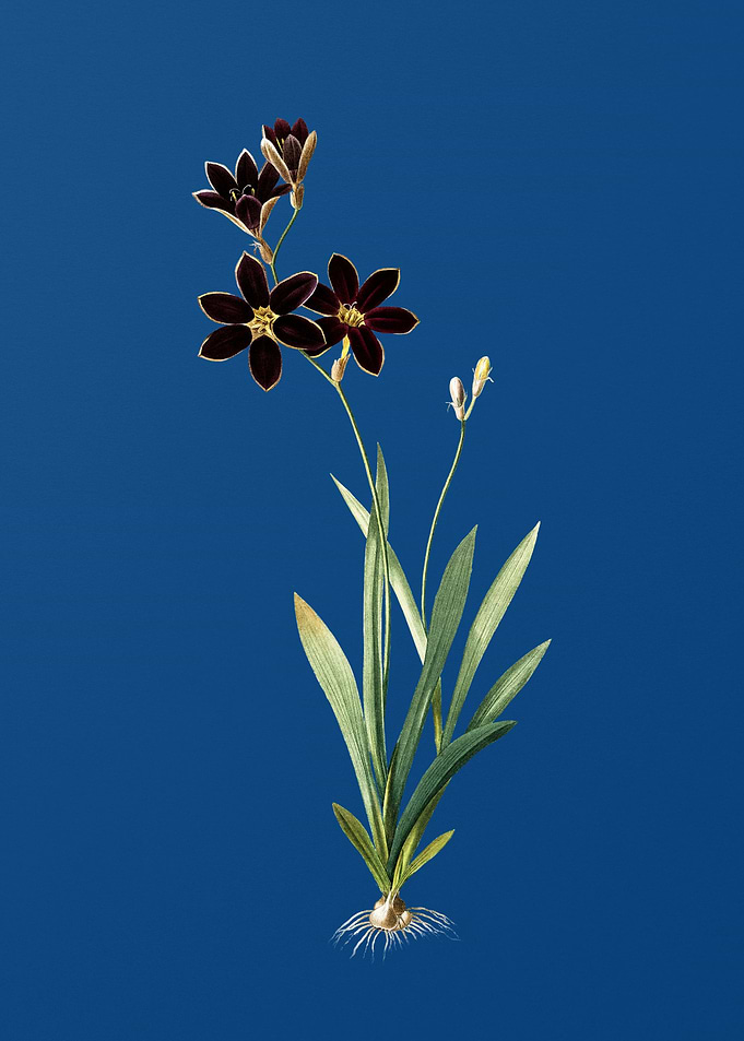 Ixia Grandiflora on Blue