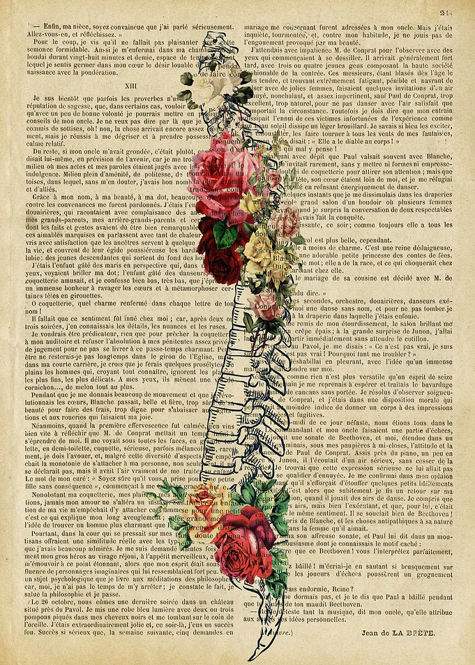 spine anatomy Orthopedic