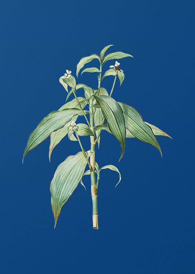 Commelina Zanonia