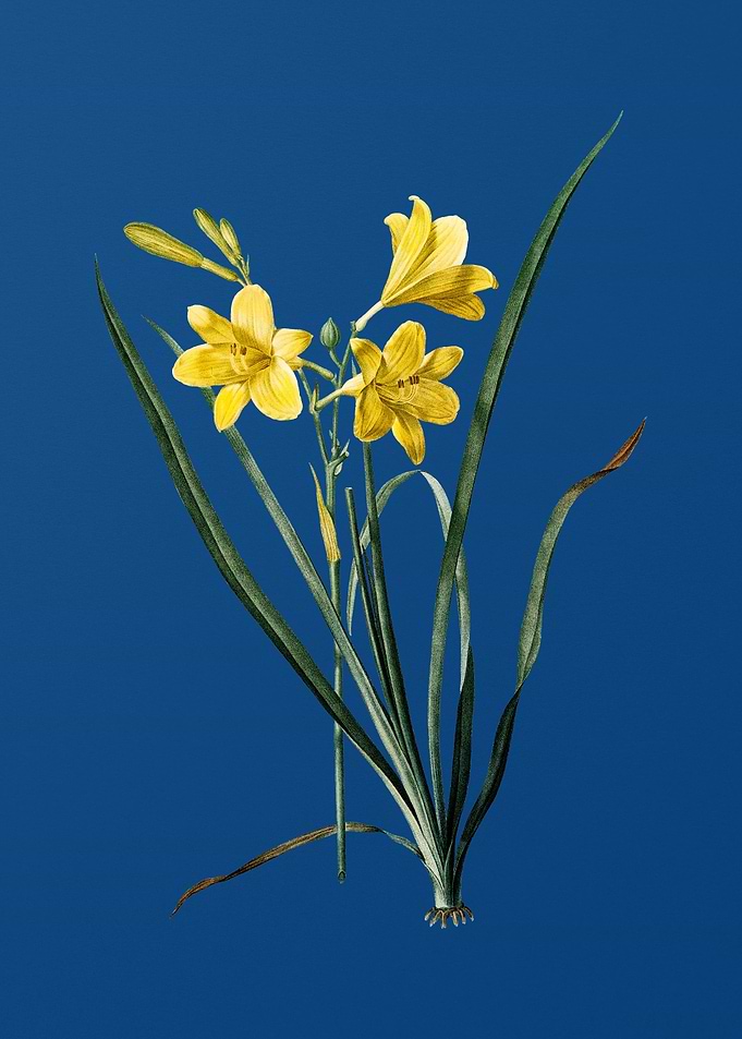 Vintage Daylily on Blue