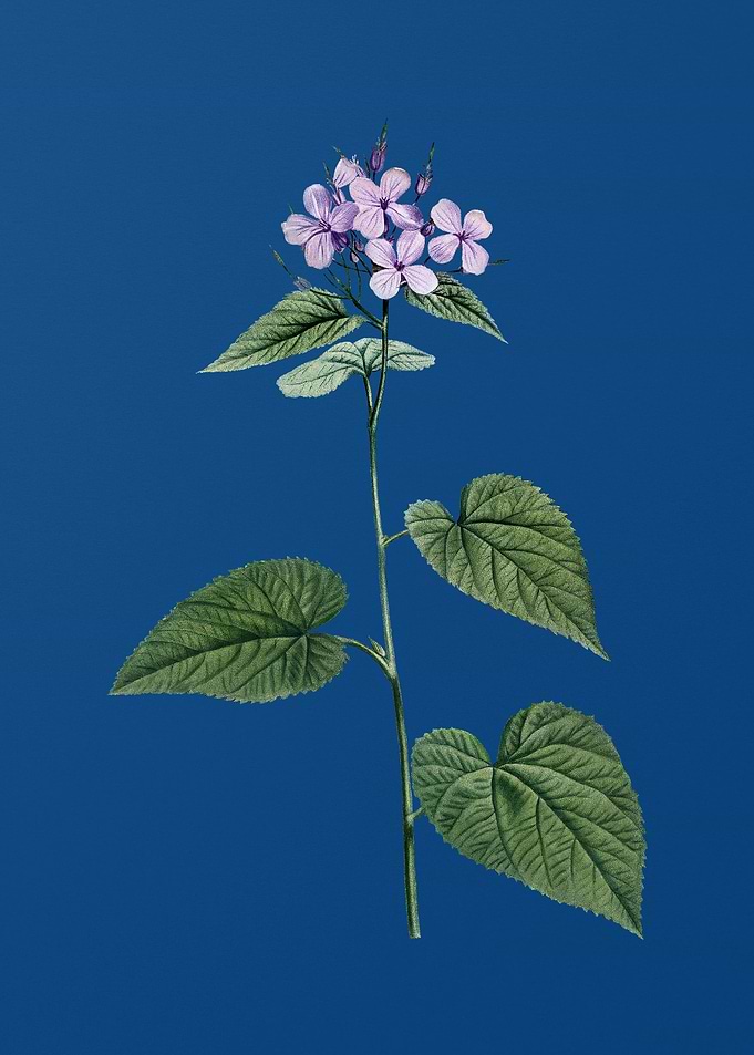 Morning Glory Flower