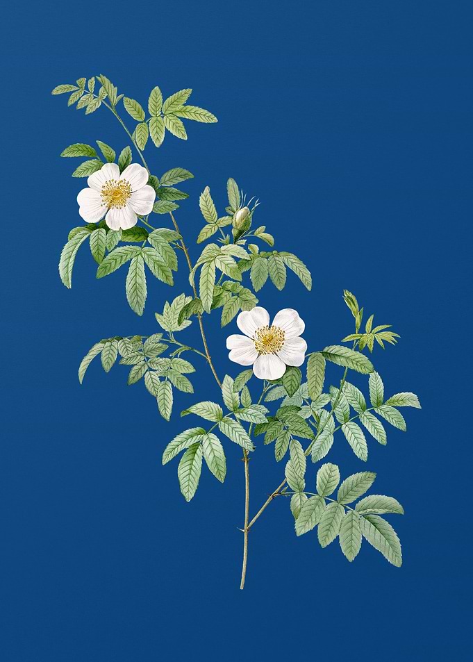 Blooming Musk Rose