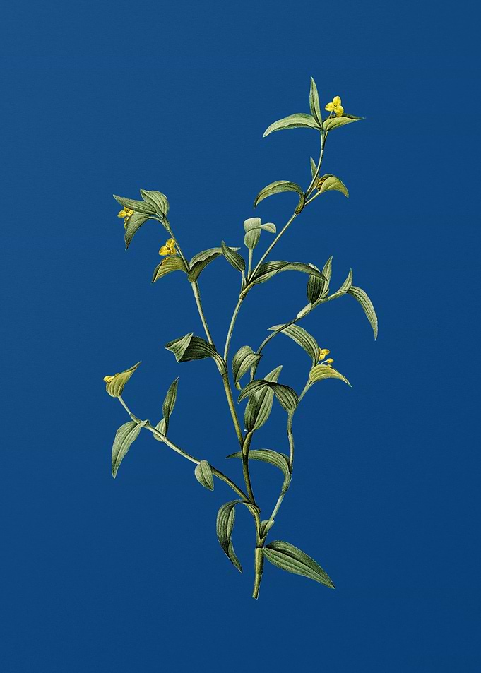 Commelina Africana