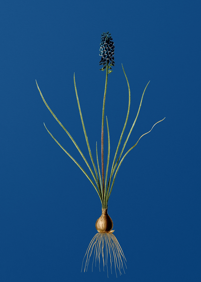 Grape Hyacinth on Blue