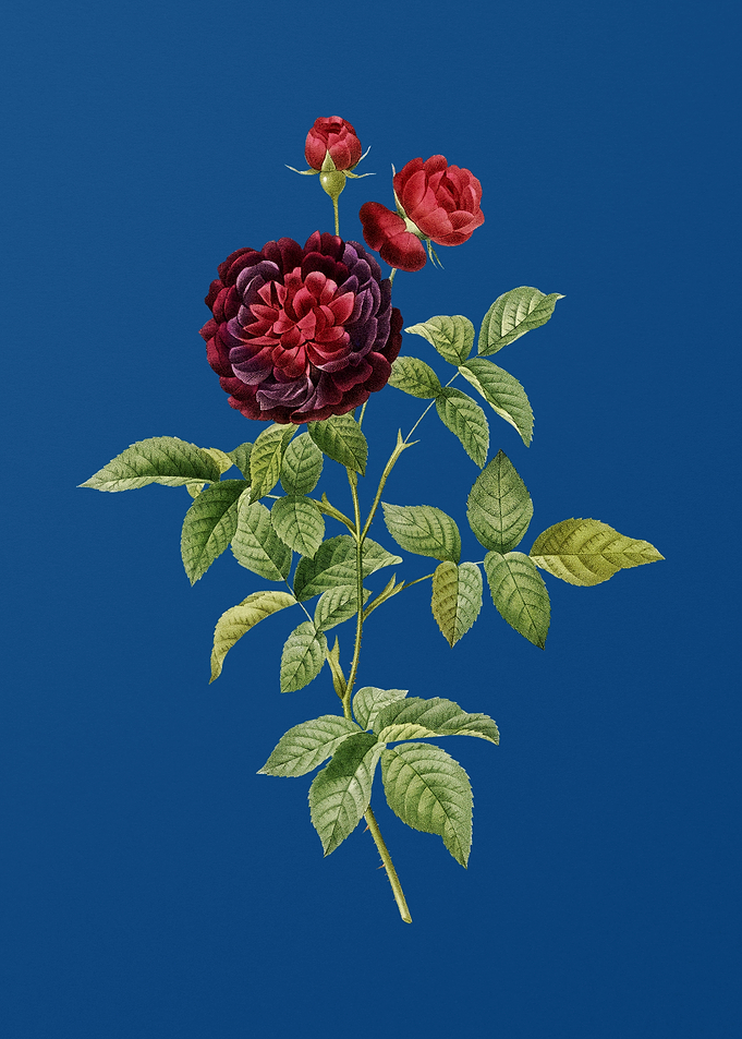 One Hundred Leaved Rose