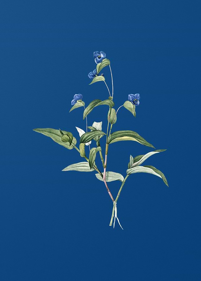 Vintage Blue Spiderwort