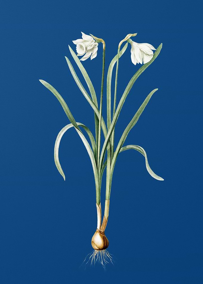 Narcissus Candidissimus